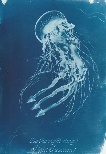 Cyanotype avec une méduse antifa